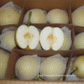 Top Quality Fresh Golden Pear/Crown Pear